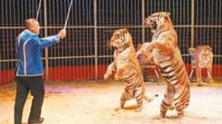 Reitender Tiger, fliegende Menschen | NOZ