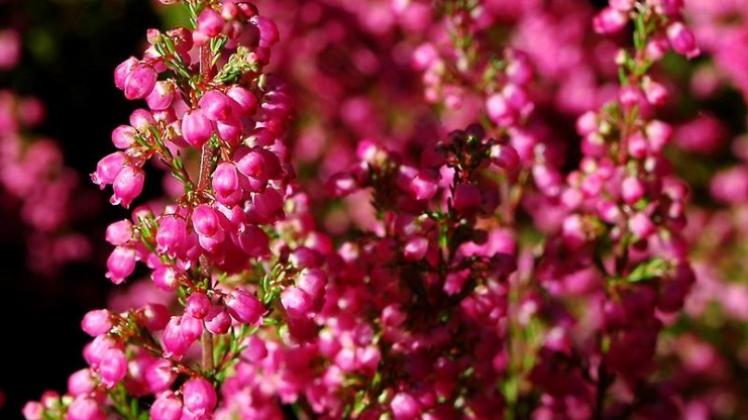Farbenfrohe Spätblüherin: Die Besenheide trägt glockenförmige, weiße bis purpurrote Blüten. (Bild: Schierenbeck/dpa/tmn)