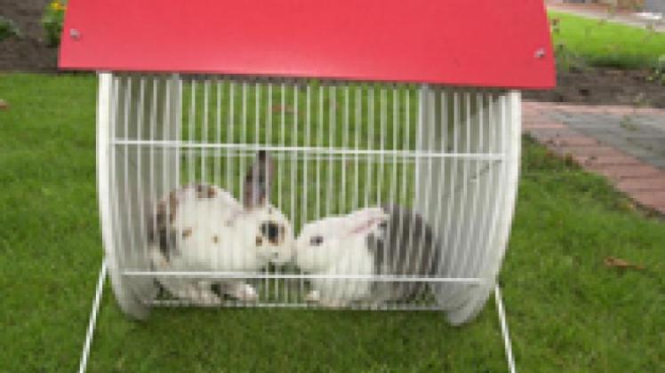 Stiftung Kaninchentest: Minky und Flecki haben das mobile Kleintiergehege schon mal ausprobiert. Die Endversion wird wesentlich größer als der Prototyp.