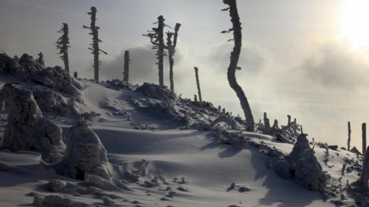 Tiefverschneite Fichten, Baumstammskelette und Schneeverwehungen am 971 Meter hohen Wurmberg.
