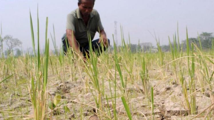 Ausgetrocknetes Reisfeld  in Guwahati im Nordosten Indiens.