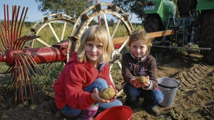 Erstaunlich große Kartoffeln ernteten Julia Klimko (links) und Diana Mekelburg zusammen mit ihren Mitschülern der Grundschulklassen 2a und 2b auf dem Feld des Heimatvereins Dörpen „Im Uppel“. Erstaunlich große Kartoffeln ernteten Julia Klimko (links) und Diana Mekelburg zusammen mit ihren Mitschülern der Grundschulklassen 2a und 2b auf dem Feld des Heimatvereins Dörpen „Im Uppel“.