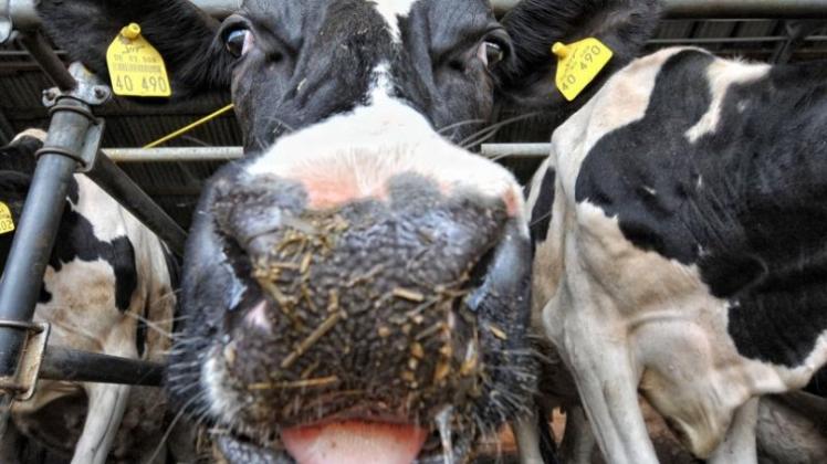 Eine Kuh im Stall in Uetze: Die EU überlege derzeit, den Begriff des aktiven Landwirts zu definieren.