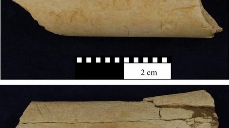 Zwei von Steinwerkzeugen bearbeitete Knochen: Die Vorfahren des Menschen haben schon viel früher als bisher angenommen Werkzeuge benutzt.