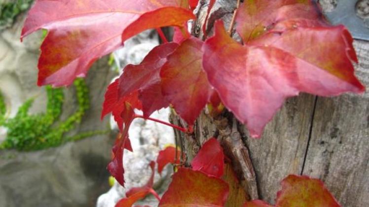 Das Blätterkleid des Wilden Weins wird im Herbst rot - dabei gilt: Je sonniger der Standort, desto intensiver die Färbung. (Bild: Warnecke/dpa/tmn)