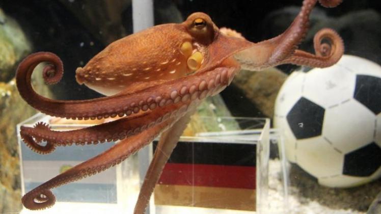 Oktopus Paul, das Fußball WM-Orakel (Archivbild vom 29.06.2010)