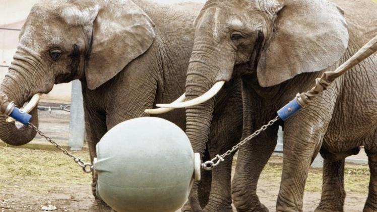 Für gut befunden: Das Spielgerät im Bullengehege sagt den schauspielerfahrenen Zirkuselefanten Betty (links) und Miry aus Süddeutschland schon einmal zu. Fotos: Michael Hehmann