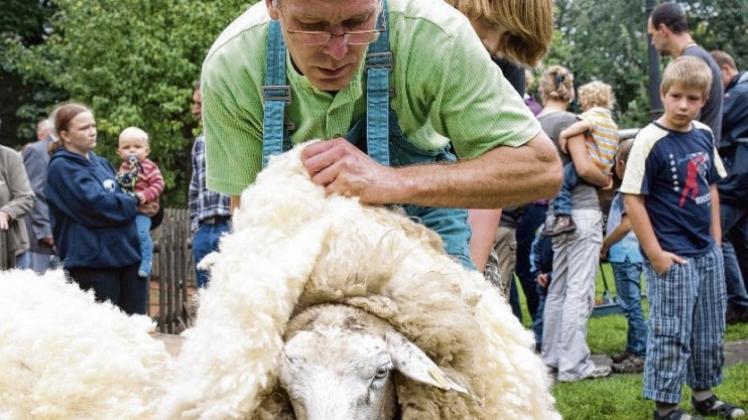 Diesem Schaf rückte beim Pfarrfest Martin Brockmeyer auf den Pelz. 