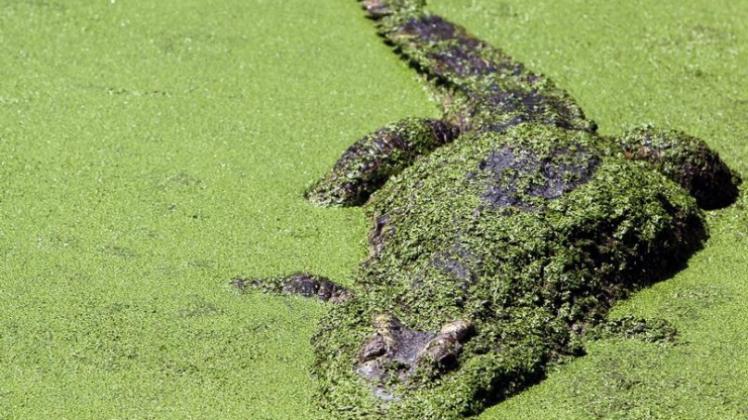 Ein Krokodil im Becken einer thailändischen Krokodil-Farm (Archivbild). Mindestens zwei Dutzend der gefährliche Reptilien konnten nun entkommen.