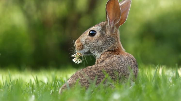 Ob zum Streicheln, aus Schokolade zum Essen oder als Deko: Hasen sind an Ostern omnipräsent.