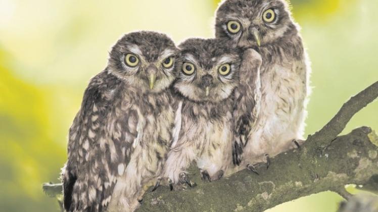 Anlehnungsbedürftige Drillinge: Die drei Steinkäuze sind dem Kükenalter schon fast entwachsen. Ihre Lieblingsspeise: Regenwürmer und Maikäfer, aber auch kleine Mäuse. Fotos: Karsten Mosebach Anlehnungsbedürftige Drillinge: Die drei Steinkäuze sind dem Kükenalter schon fast entwachsen. Ihre Lieblingsspeise: Regenwürmer und Maikäfer, aber auch kleine Mäuse. Fotos: Karsten Mosebach