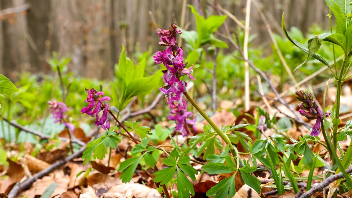 Warum es sich lohnt, den Freeden in Bad Iburg zu besuchen