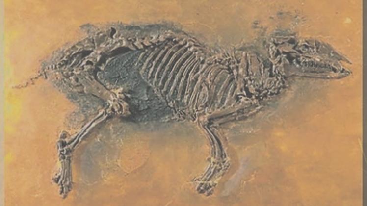 Ein Abguss des Ur-Pferdes aus der Grube Messel ist in einer Ausstellung in Museum am Schölerberg zu sehen. Ein Abguss des Ur-Pferdes aus der Grube Messel ist in einer Ausstellung in Museum am Schölerberg zu sehen.