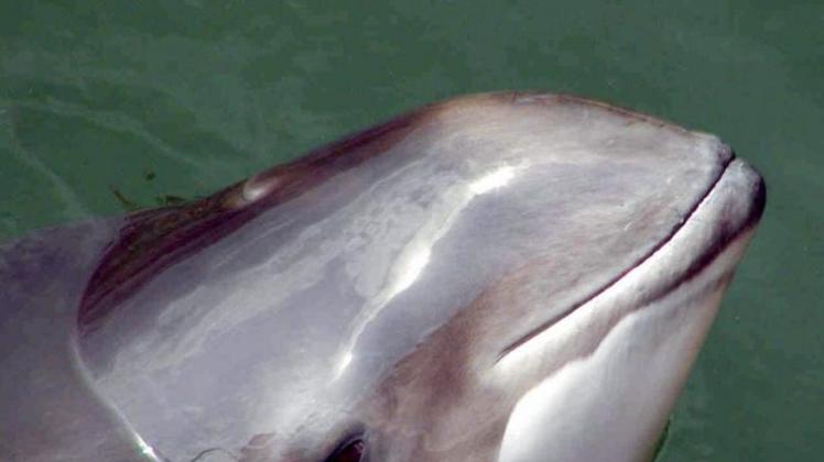 Die Zahl der Schweinswale in der Ostsee sinkt nach Angaben von Artenschützern stetig.