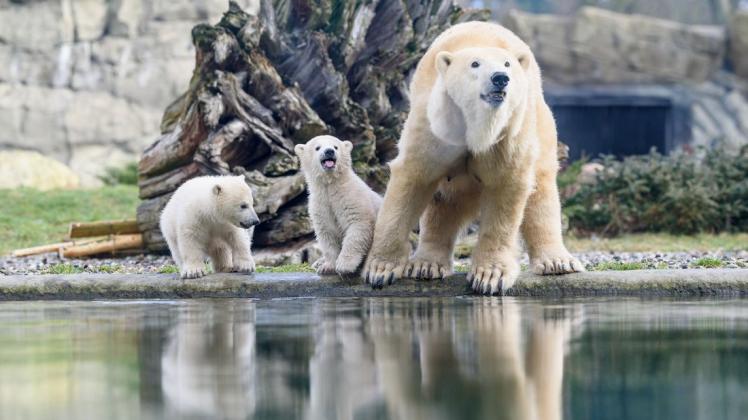 Eisbärennachwuchs im Rostocker Zoo