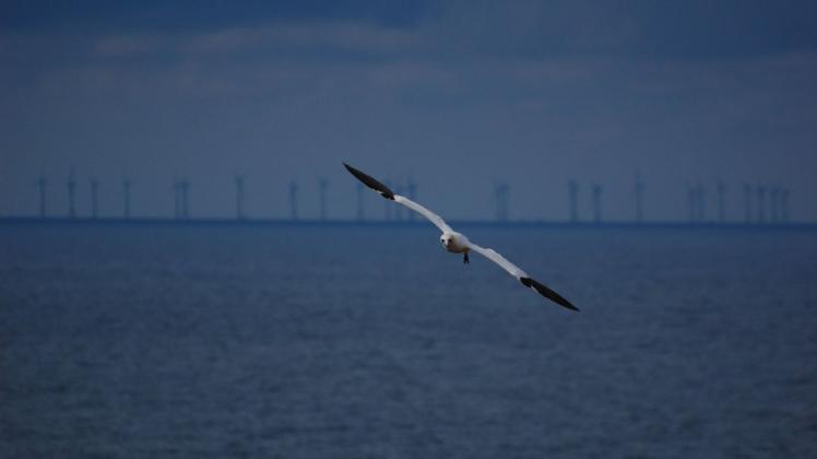 Das Foto zeigt einen Basstölpel vor Helgoland. Im Hintergrund sind die Offshore-Anlagen zu sehen.