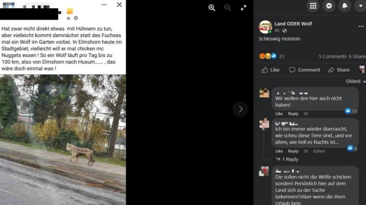 In den sozialen Medien wurde das Bild von einem Wolf in der Elmshorn Wilhelmstraße mehrfach geteilt. Dieser Post stammt aus der Facebook-Gruppe "Wolf oder Land". Das Foto wurde aber auch in Elmshorner Gruppen verbreitet. Das Bild wurde mittlerweile auf seine Echtheit in geprüft.