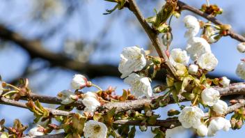 Hagen a.T.W.: #Ostern 2022. Die ersten Kirschblüten der frühen Sorte "Rivers Frühe" zeigen sich am Kirschlehrpfad am Jägerberg. 12.04.2022