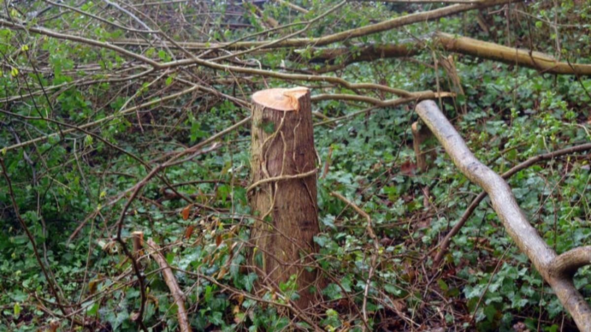 Illegale Baumfällungen und Gehölzrückschnitte im Collundtspark | SHZ
