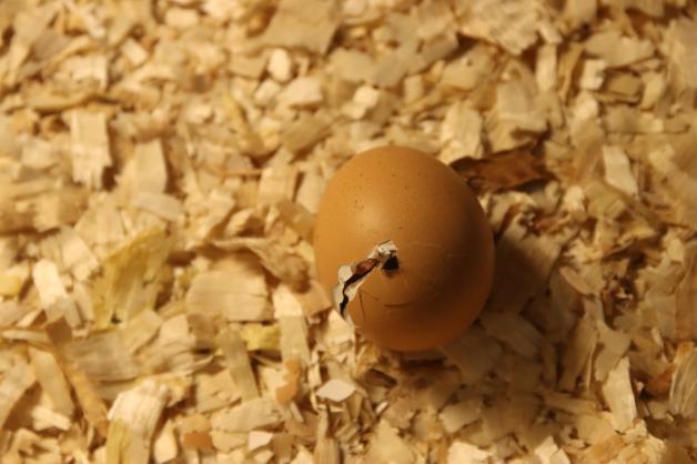 Ein Hühnerküken bahnt sich den Weg aus der Eierschale. 