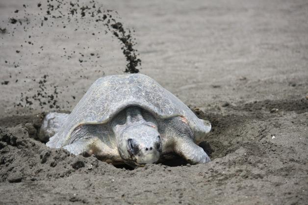Schildkröten vergraben ihre Eier im warmen Sand. 