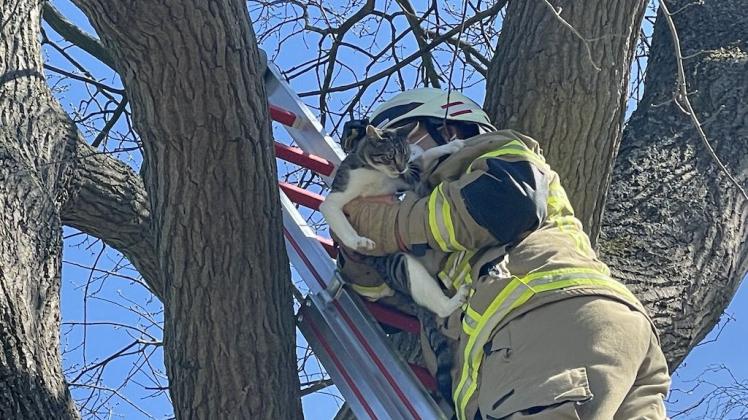 Feuerwehrt Stuhr rettet katze aus Baum in Stuhr varrel