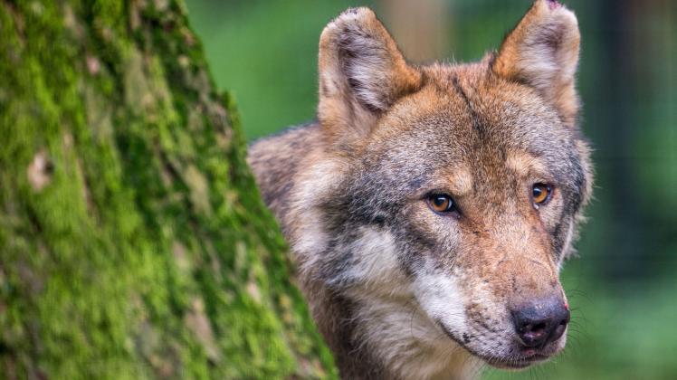 Nabu: Wölfe weiter bedroht