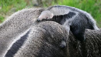 Das Jungtier sitzt auf dem Rücken seiner Mutter Ibera. Foto: Oliver Berg/dpa