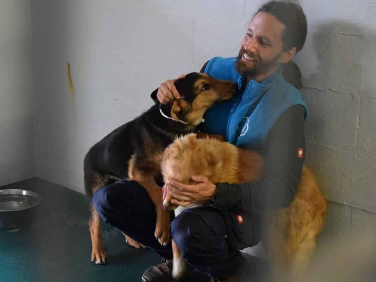 Kappeln: Hunde aus Ukraine jetzt im Tierschutzzentrum | SHZ
