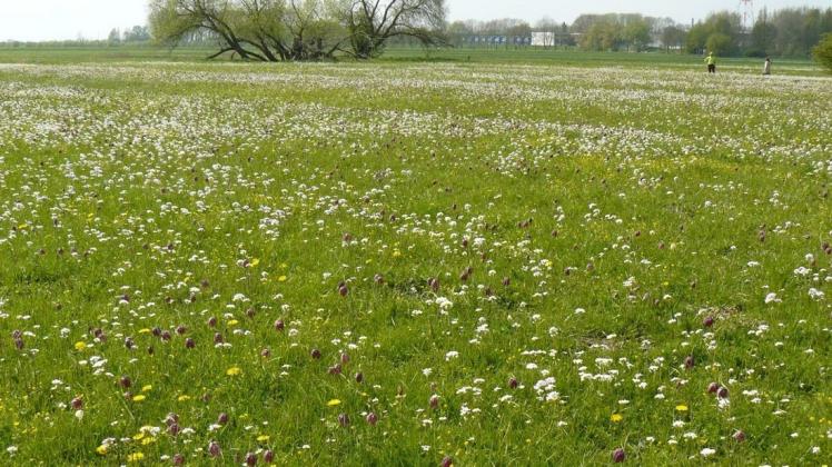 In Spitzenzeiten blühen 200.000 Schachblumen auf den Wiesen hinterm alten Deich in Hetlingen.