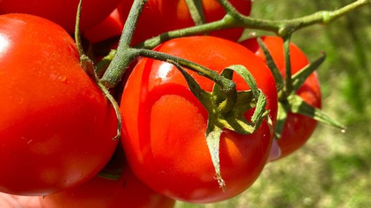 In diesem Jahr gibt es bei den Schenefelder Beeten neben Tomaten auch Chilis und Paprika zur Anzucht.