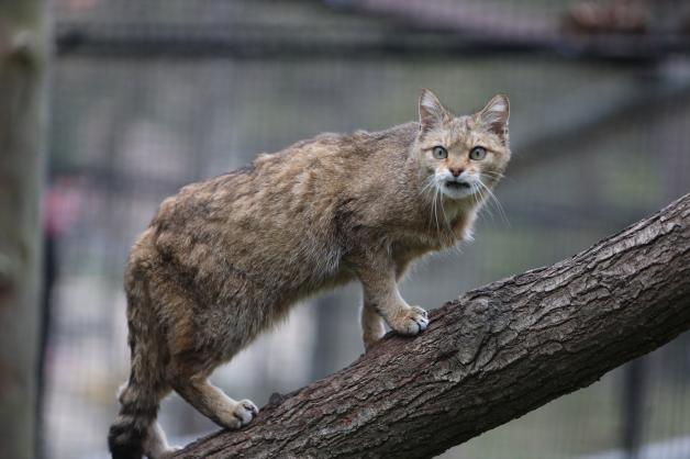 Diese Katze lebt in einem Wildpark. Doch auch in freier Natur werden ihre Artgenossen wieder mehr.