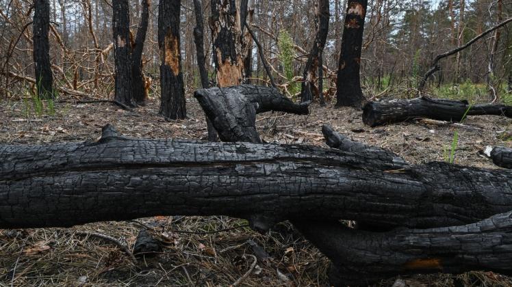 ARCHIV - Verbrannte Kiefernbäume liegen in einem Waldstück. Foto: Patrick Pleul/dpa-Zentralbild/dpa/Archivbild