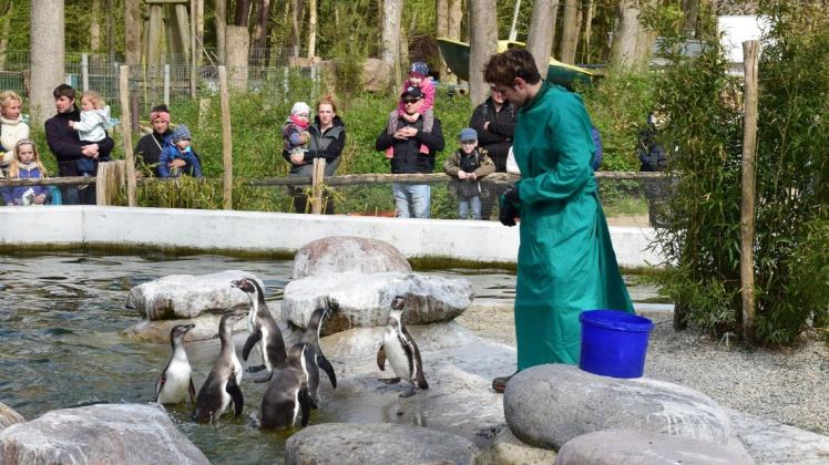 Am Weltpinguintag gab es für die Humboldt-Pinguine im Tierpark Sardinen zu fressen.