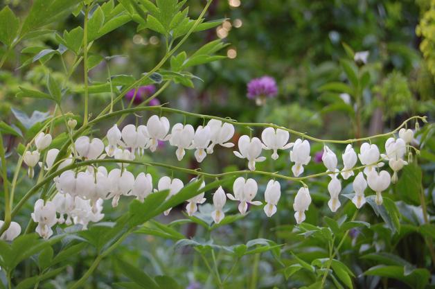 Symbol der Liebe: Die reinweiße Dicentra-Sorte ‚Alba‘ wirkt besonders edel. Symbol der Liebe: Die reinweiße Dicentra-Sorte ‚Alba‘ wirkt besonders edel.