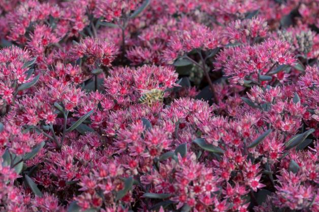 Sedum cauticola ‚Robustum‘ ist ein äußerst wertvoller Spätblüher mit karminroten Blüten, die sich von September bis Oktober zeigen.