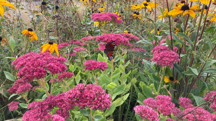 Fetthenne mit Schmetterling