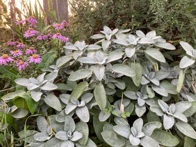 Diese insektenfreundlichen Stauden mögen Trockenheit im Garten