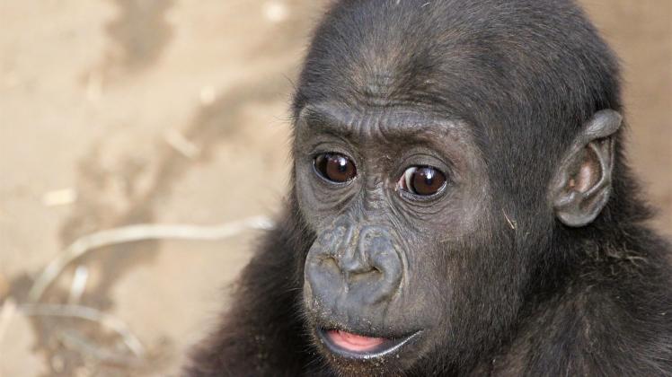 Im Rostocker Zoo ist der zweijährige Gorilla-Junge Moyo bereits am Montag verstorben.