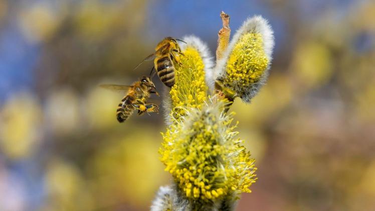 In Elmshorn werden Bienenvölker vor der Faulbrut geschützt. Für eine Sanierungsaktion sind auch Hobbyimker aufgerufen, ihre Völker weiter als drei Kilometer entfernt unterzubringen. (Symbolbild)