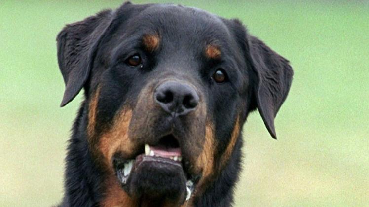 Ein großer Hund, vermutlich ein Rottweiler (Foto), hat einen Mann am Nord-Ostsee-Kanal verletzt.