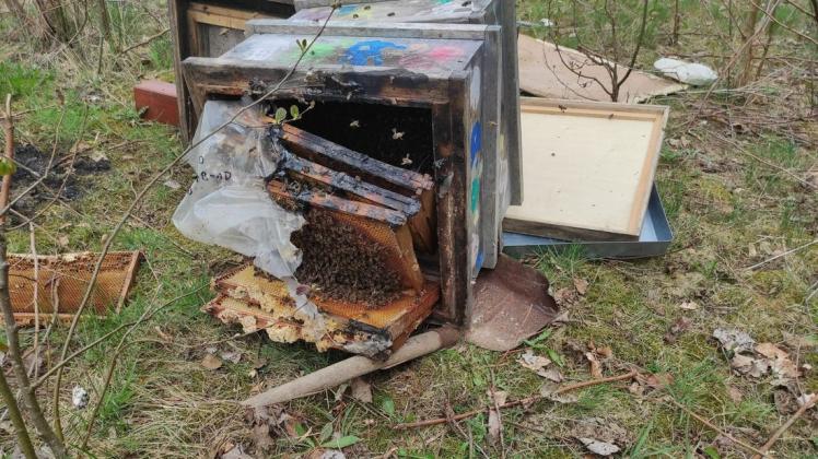Dieses Bild der Zerstörung bot sich Imker Torsten Staack, als er am Sonntag den Bienenkasten inspizierte.