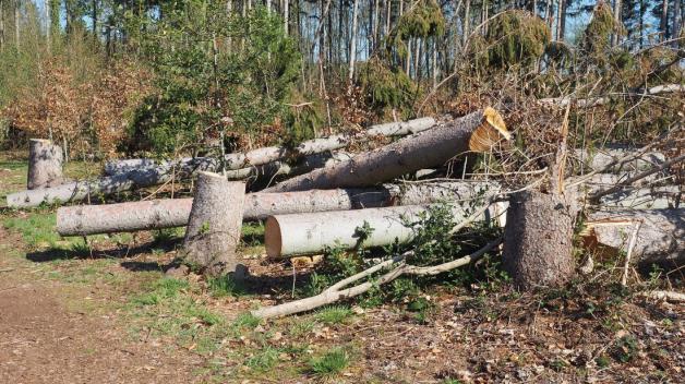 Umgestürzte und notgefällte Bäume haben auch bereits neu gepflanzte Jungbäume zerstört oder beschädigt.