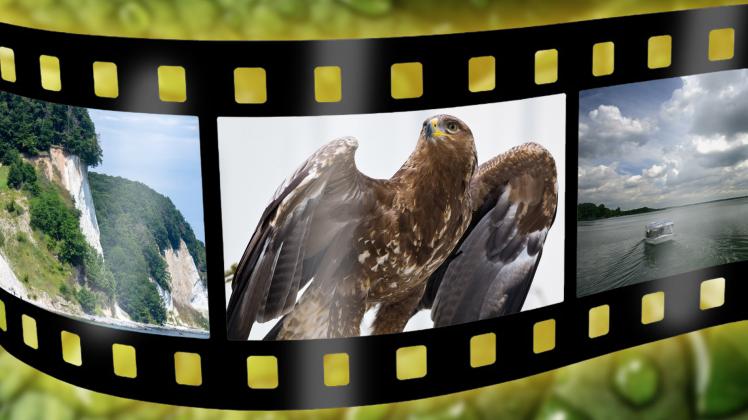 Wir haben einen Dokumentar-Filmer aus Schwerin gefragt, welche Natur-Filme über MV du gesehen haben solltest. Das Ergebnis: Eine Watchlist mit Dokus, die einen exklusiven Einblick in die Pflanzen- und Tierwelt geben.