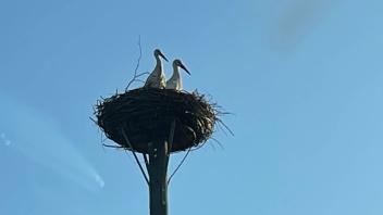 Kaum war das Nest aufgebaut, wurde es von einem Storchenpaar besetzt, das nun Nachwuchs erwartet.