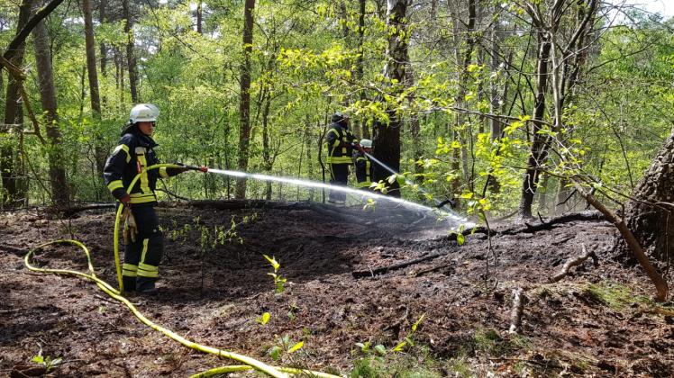 In einem Waldstück im Lingener Stadtteil Schepsdorf haben die Feuerwehren aus Lingen und Lohne am Donnerstagnachmittag einen Waldbrand schnell löschen können und damit Schlimmeres verhindert.