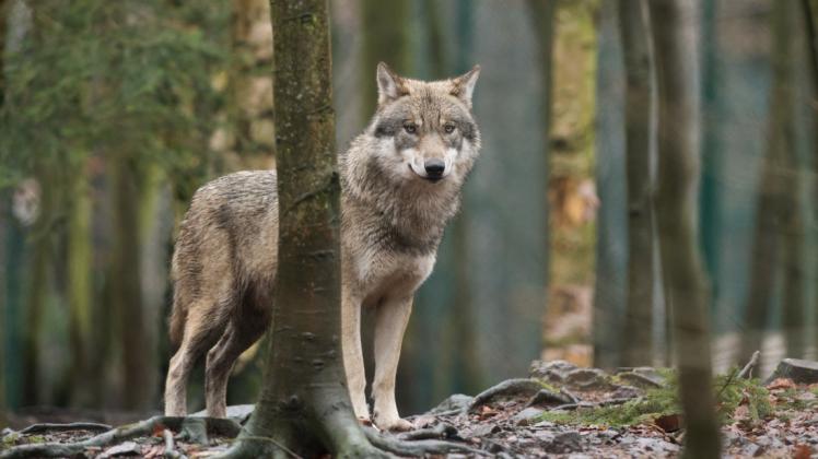 Ein Wolf im Wald: In Kirch Rosin ist nach einer Aufnahme einer Wildkamera ein Wolfsrudel bestÃ¤tigt.  