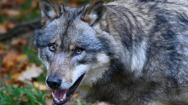 Wölfe breiten sich in Deutschland aus