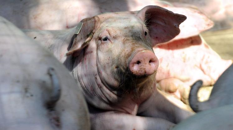 Saumäßige Finanzlage: Schweinehalter plagen finanzielle Sorgen.
