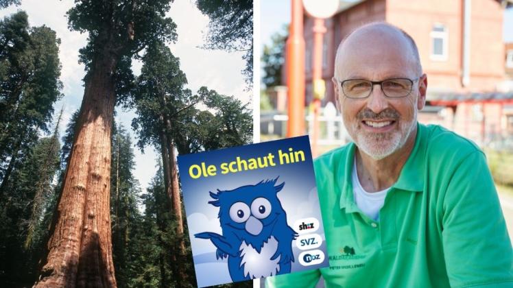 author Woher kommen Bäume und warum haben Palmen keine Äste? Diese und viele weitere Kinderfragen lässt sich Ole im Kinderpodcast „Ole schaut hin“ vom Autoren und Förster Peter Wohlleben beantworten.